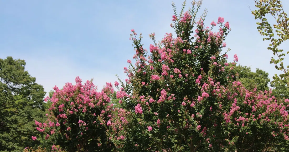Nagai Botanical Garden, Osaka