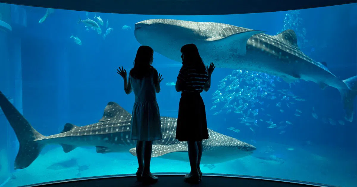 Osaka Aquarium Kaiyukan and an Easy Half Day on Tempozan
