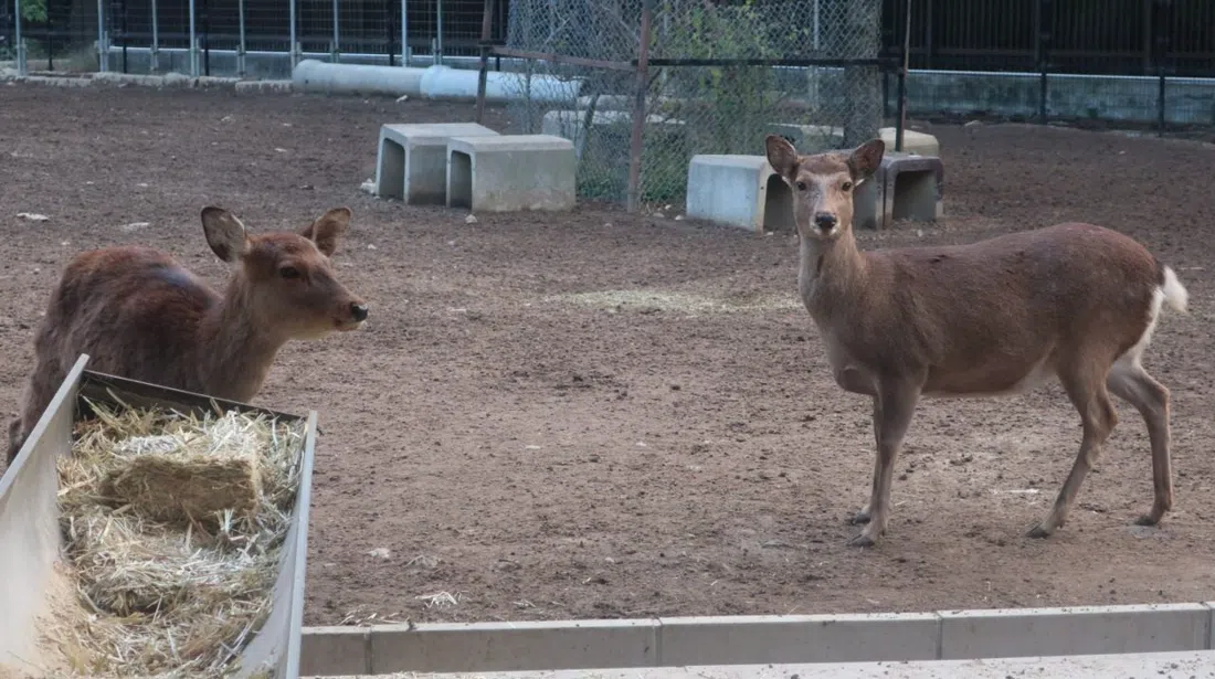 Rokuen (Giardino dei Cervi, Fondazione per la Conservazione dei Cervi di Nara), Osaka