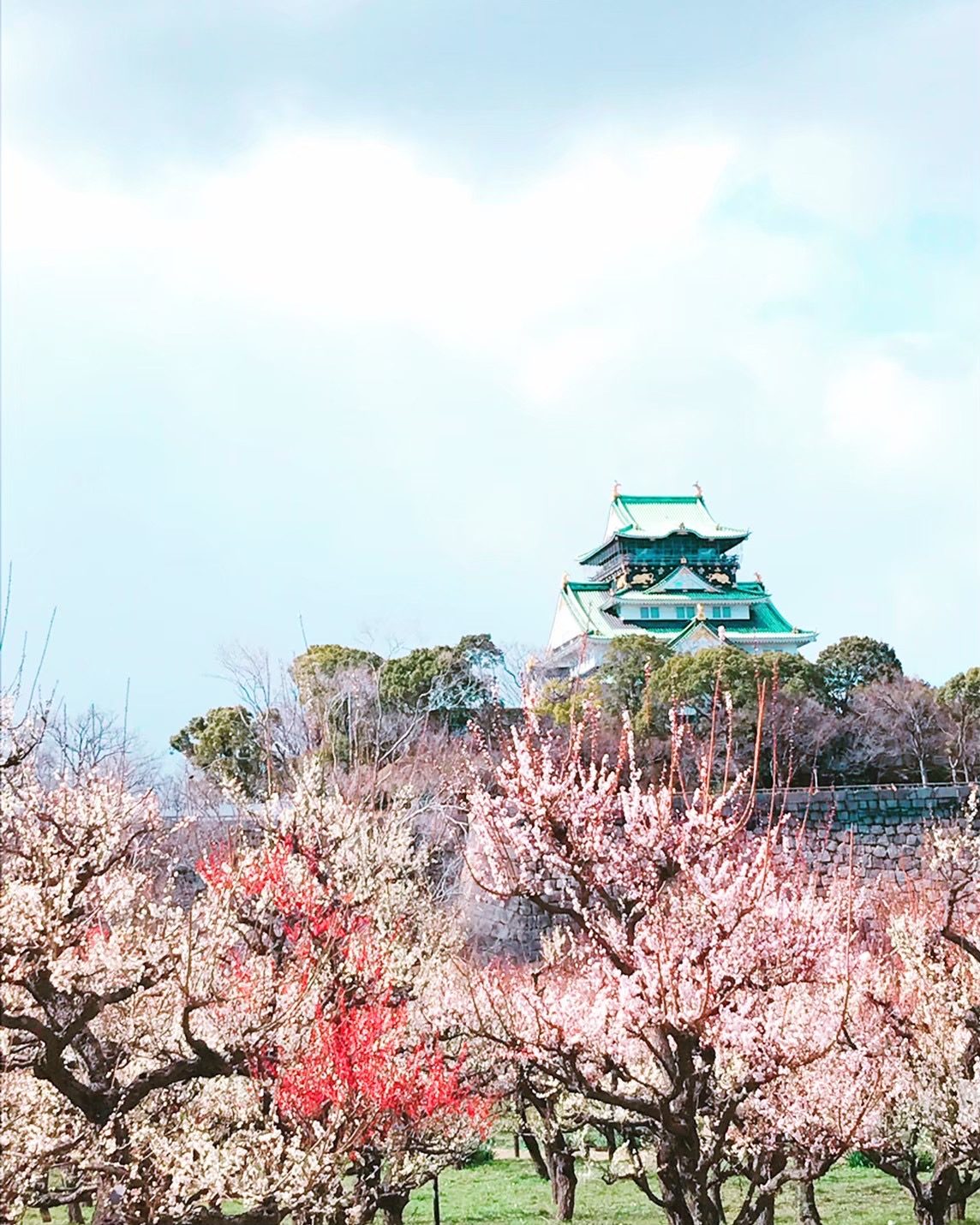 Osaka Castle Park Plum Grove (Umebayashi), Osaka