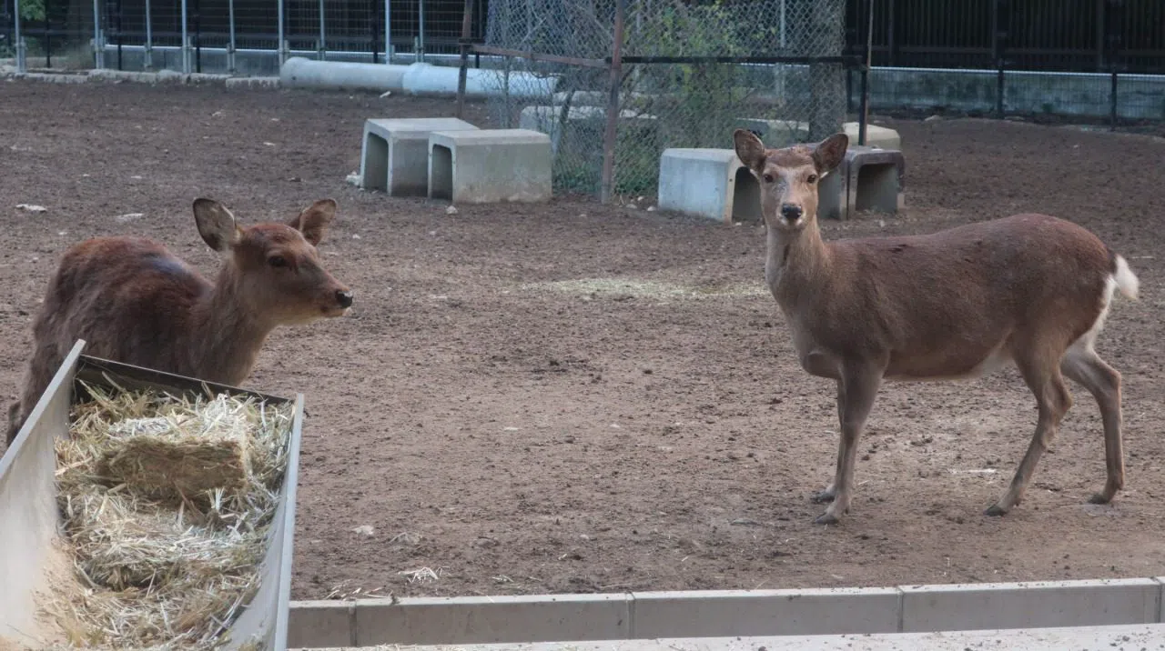 Rokuen (Deer Garden, Nara Deer Preservation Foundation), Osaka